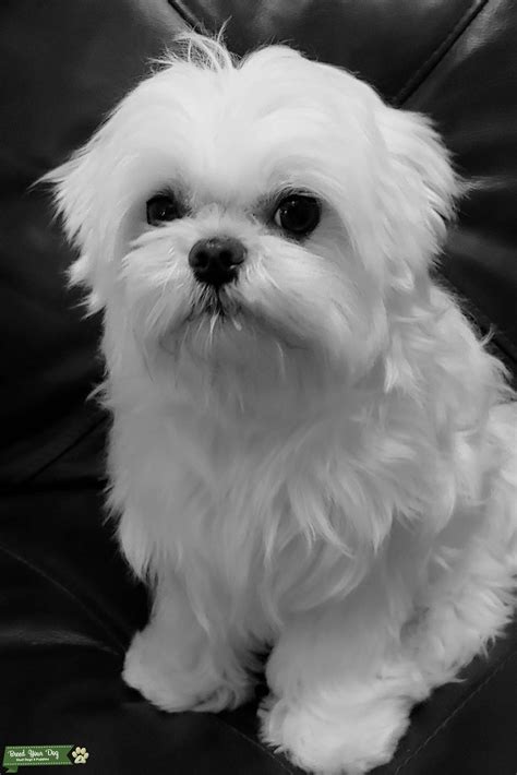 100 Korean Maltese Stud Stud Dog In Nc The United States Breed