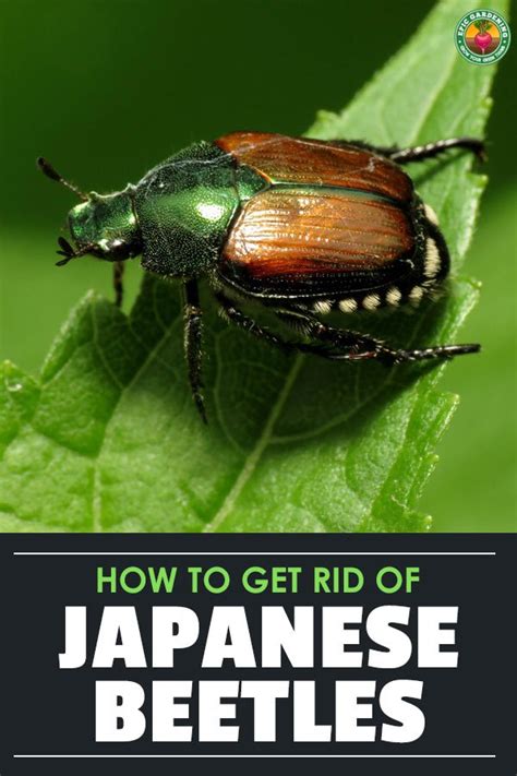 How To Get Rid Of Japanese Beetles Epic Gardening