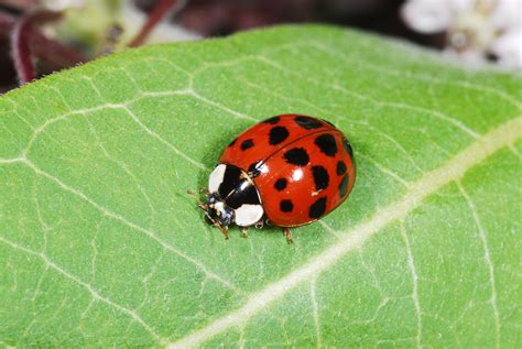 Know You Pests And Recognize Their Enemies Ladybugs Kentucky Pest News