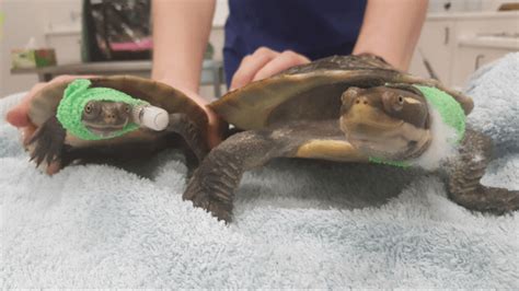 Turtle Vet Services Bird And Exotic Animal Clinic