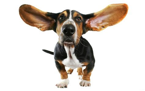 Cute Small Dog With Flying Ears Png Image Purepng Free Transparent