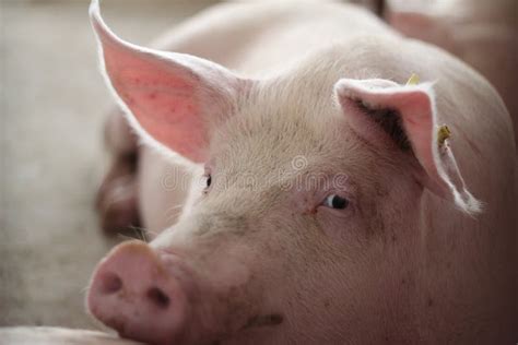 The Happy Fattening Pig In Big Commercial Swine Farm Stock Photo