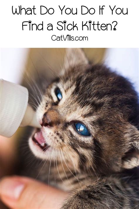 Dog symptoms are not actually that hard to read. What Do You Do if You Find a Sick Kitten | Sick kitten ...