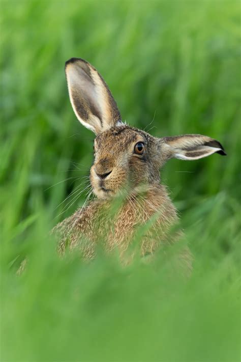 How To Photograph Brown Hares Nature Ttl
