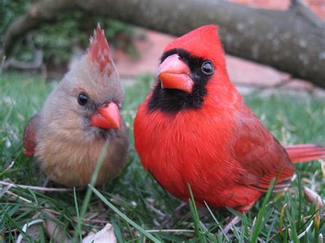 Cardinal Pair Beautiful Birds Pretty Birds Pet Birds