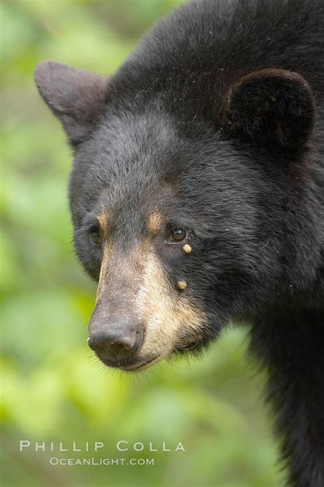 American Black Bear Ursus Americanus Orr Minnesota 18802
