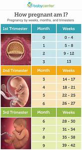 How Am I Pregnancy By Weeks Months And Trimesters