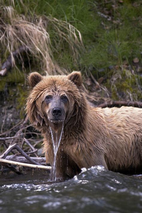 Brown Bear In Kenai National Wildlife Refuge Alaska National Parks