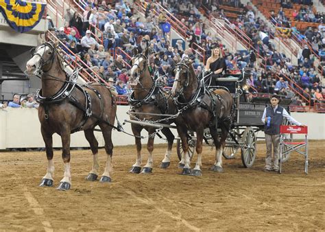 Draft Horses And Mounted Police Kick Off Pa Farm Show Equine Events