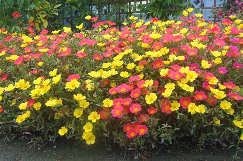 Refine your search for bunga ros jepun. My Wonderful Timez.: Bunga Ros Jepun yg kembang mekar.