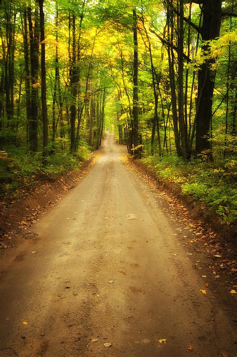 State Forest Road Photograph By Ward Mcginnis Fine Art America