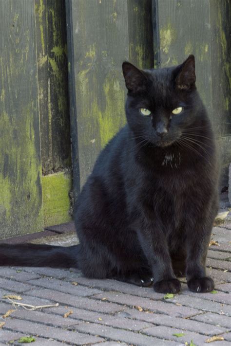 Free Images Outdoor Animal Black Cat Nikon Fauna Eyes Whiskers
