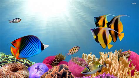 Colorful Tropical Fish Desktop Backgrounds Hd 1920x1080 Desktop Background