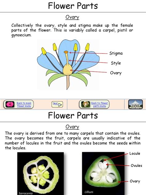 Flower Ovary Garden Plants Reproductive System