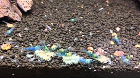 Blue Jelly Shrimp Feeding On BorneoWild Frenzy YouTube