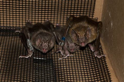 Illness Wont Stop Vampire Bat Moms From Caring For Their Offspring