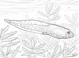 Coloring Tadpole Greenfrog Drawing Getcolorings Printable sketch template