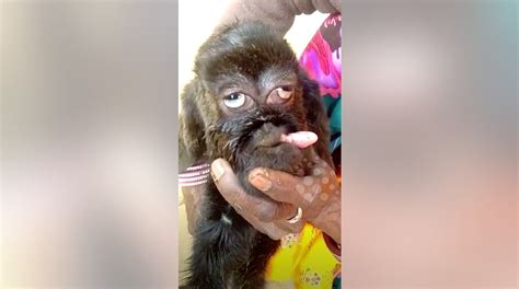 Mutant Goat Born With Human Like Face Will Be ‘worshipped As An Avatar