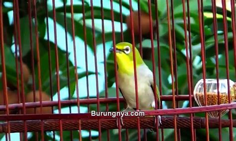 7 Jenis Burung Kecil Suara Merdu dan Mudah Gacor - Burungnya.com