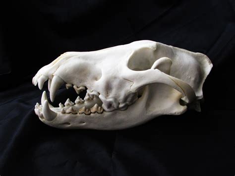 Grey Wolf Skull By Worotax On Deviantart