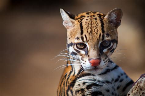 Belize Big Cats List Five Beautiful Species