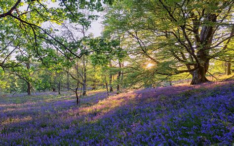 Spring Bluebells Wallpapers Wallpaper Cave