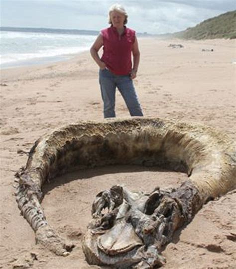 Giant Creature Like A Prehistoric Sea Moпѕteг Washes Up On The British