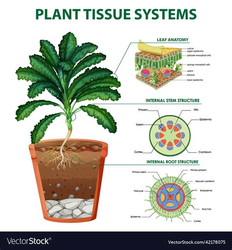 Diagram Showing Plant Tissue Systems Royalty Free Vector