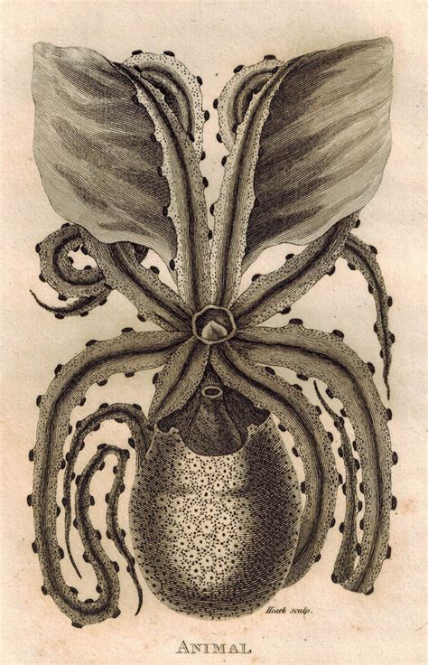 Animal Of The Granulated Or Tuberculated Paper Nautilus 1809 Original