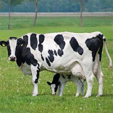 Good Healthy Live Dairy Cows Holstein Friesian Cattle For Sale At