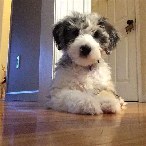 Blue Merle Aussiedoodle Poodle Mix Puppies Dogs And Puppies