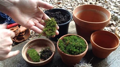 How To Make A Tabletop Moss Garden Artofit