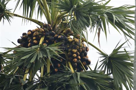 Palm Tree With Bunch Of Fruits Editorial Photo Image Of Tropical