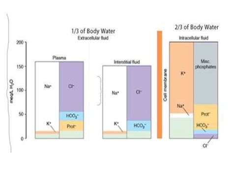 body fluid compartments slide share