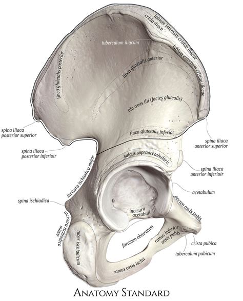 Human Skeleton Anatomy Human Anatomy Drawing Human Body Anatomy