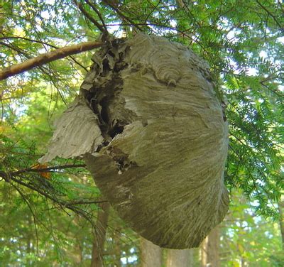 3 years ago3 years ago. beaverpond: paper wasp nest