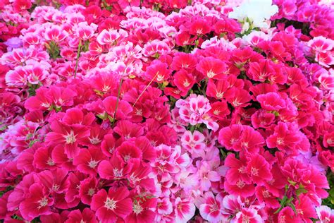 무료 이미지 꽃들 화려한 자연 경치 꽃 피는 식물 꽃잎 담홍색 마젠타 봄 연간 공장 Groundcover 관목 진드기 핑크 가족 제라늄 진달래