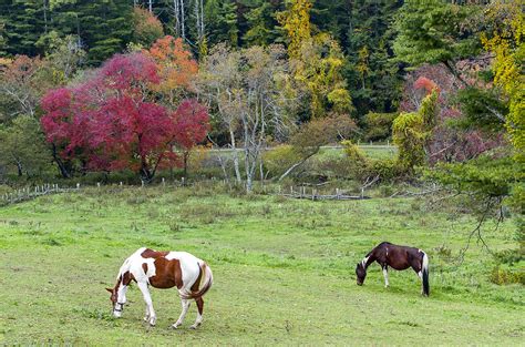 Grazing Horses Autumn Pasture Along The Blue Ridge Parkway Nc