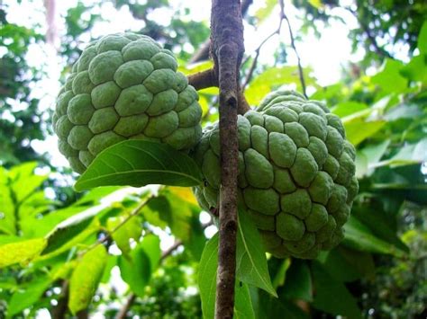 Watering custard apple plant water regularly when the trees are actively growing and flowering. Custard Apple Farming Project Report (Sitaphal), Profits ...