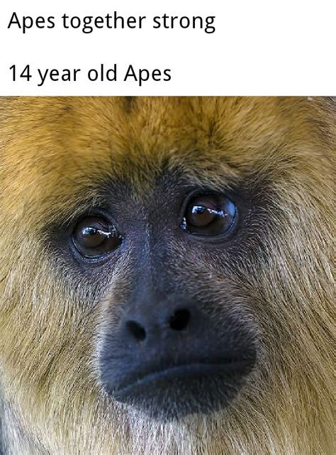 Sad No Tail Monkey Noises Rmemes