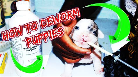 How To Deworm Puppies Properly At Home Using Pyrantel Pamoateoral