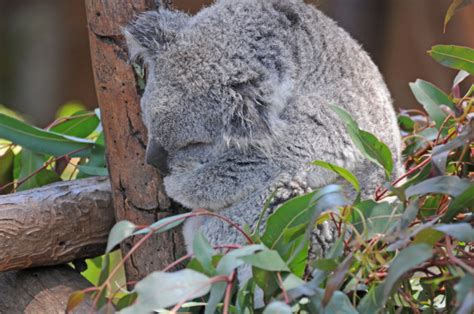 Koala Bear Hugging Tree Cute Koala Hugging Tree — Stock