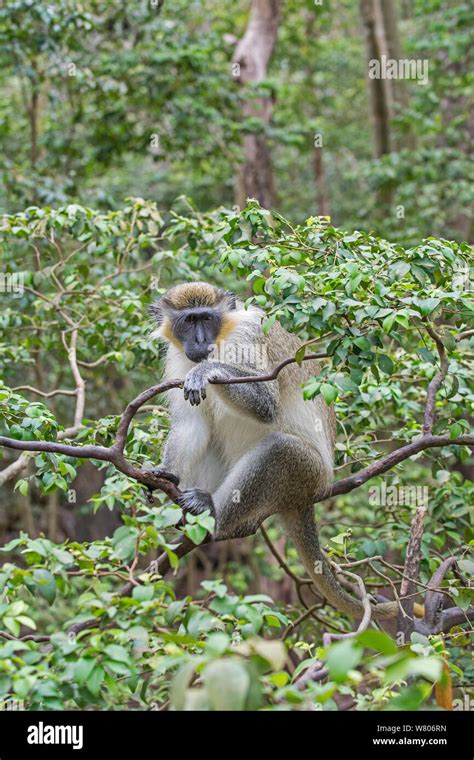 Green Monkey Chlorocebus Sabaeus In Tree Barbados Stock Photo Alamy