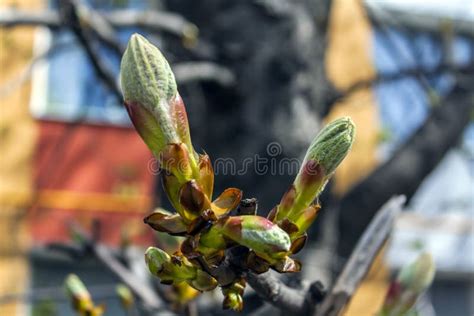 First Spring Buds On A Tree Stock Image Image Of Leaves Branch