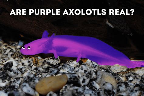 Are Purple Axolotls Real Mystery Solved Pets From Afar