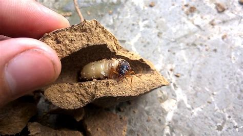 4 Main Effects Of Termite Droppings On Human Health Termites Blog