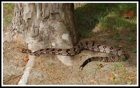Canebrake Rattlesnake Florida Backyard Snakes