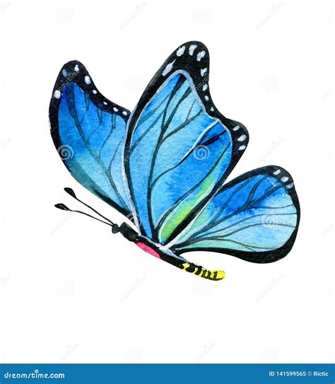 Butterfly Blue Realistic Watercolor Illustration Stock Image Image Of