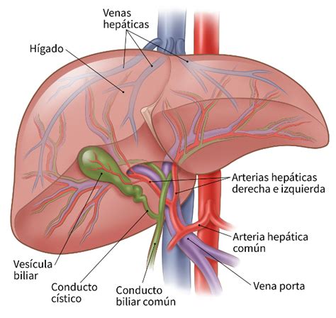 Quimioterapia para el c谩ncer de ves铆cula biliar American Cancer Society