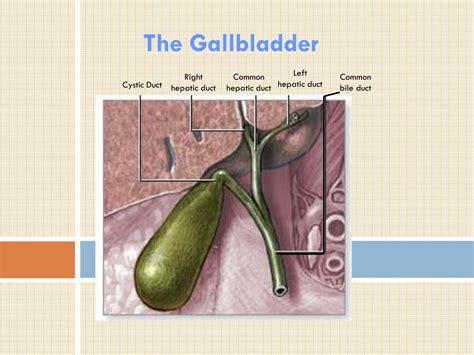 Ppt The Gallbladder Powerpoint Presentation Free Download Id